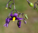 Climbing nightshade